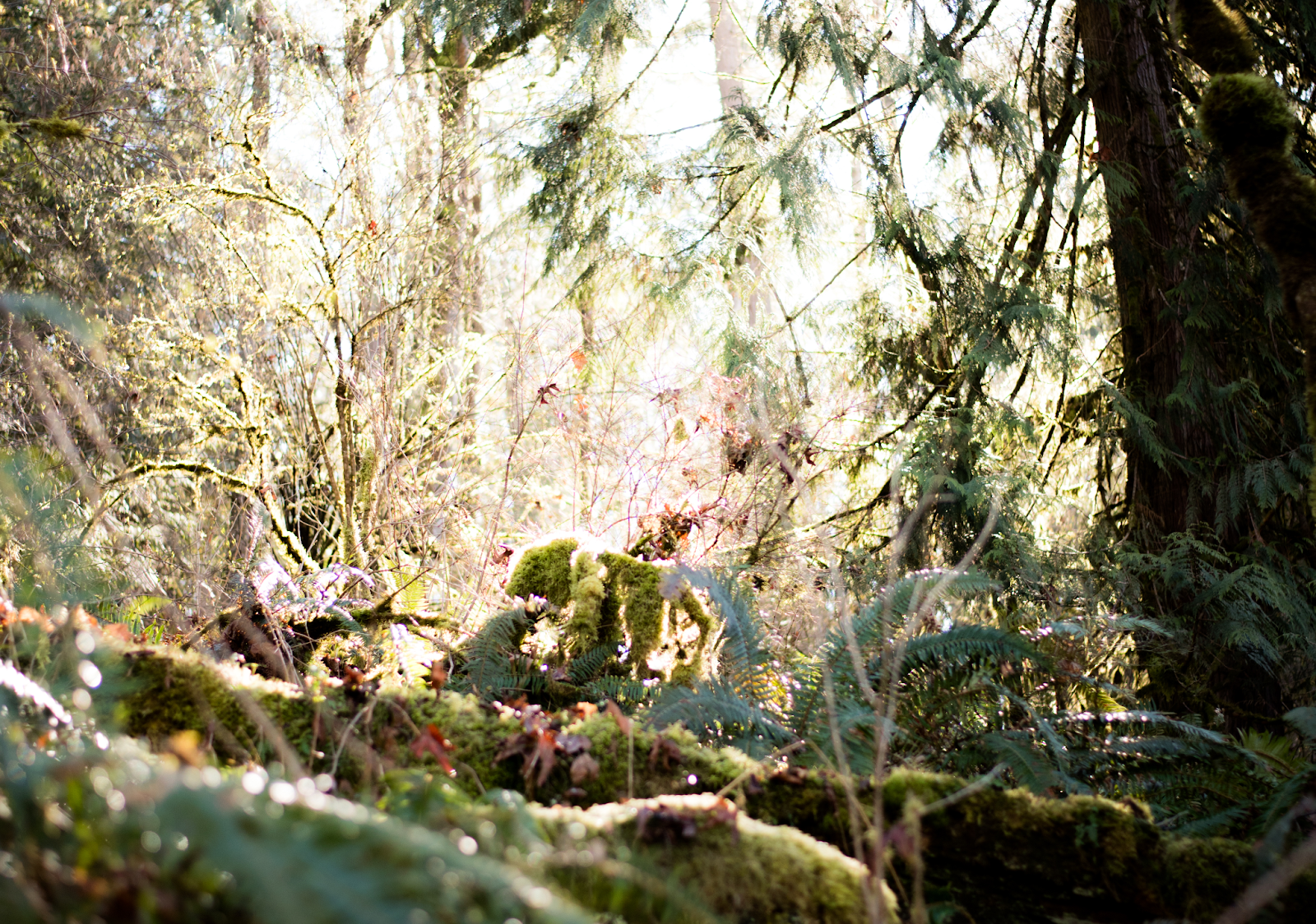 Earth conservation site - Olympic Peninsula
