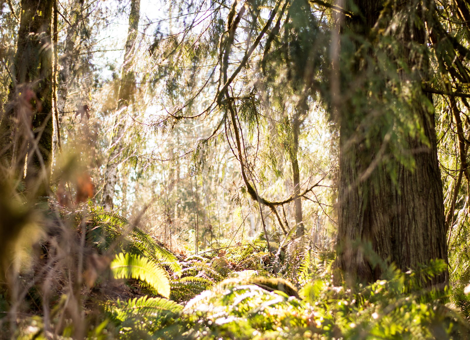 Earth conservation site - Olympic Peninsula