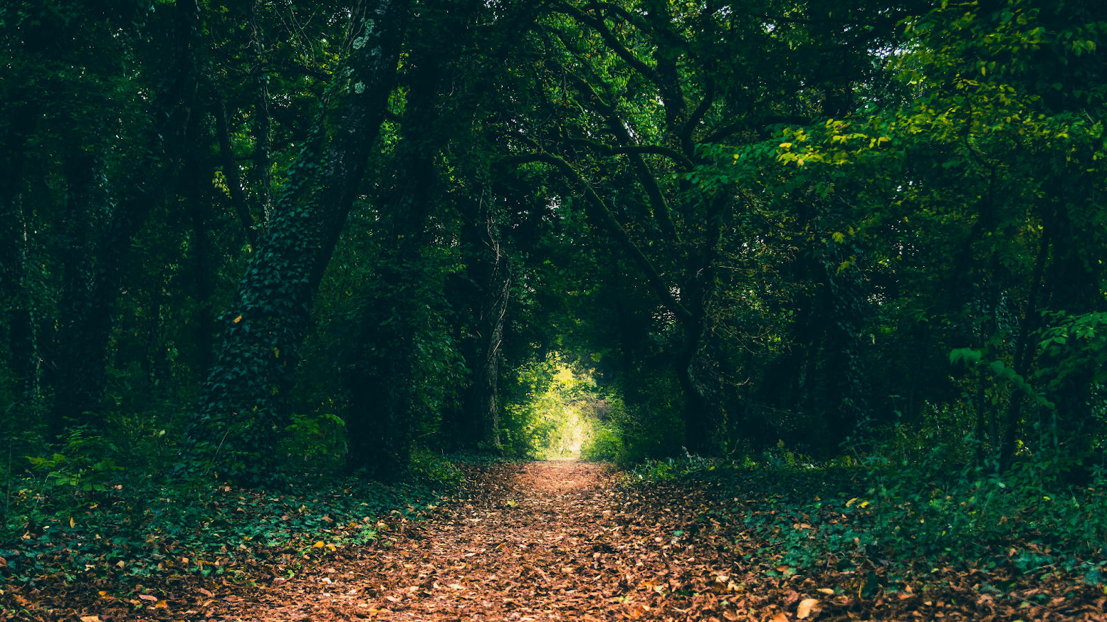 Green funeral practice - tree covered path