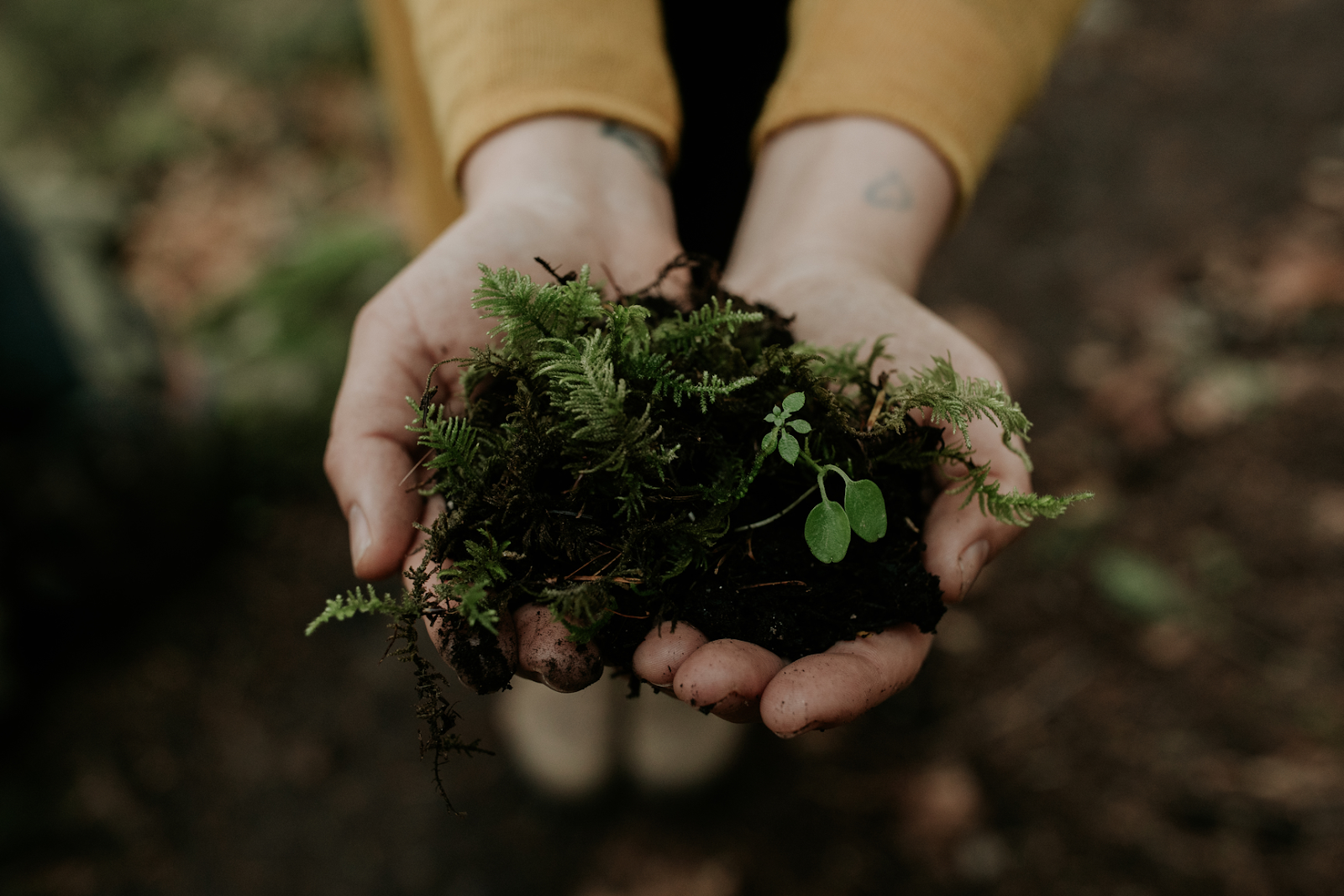 Hands holding soil - Earth soil transformation