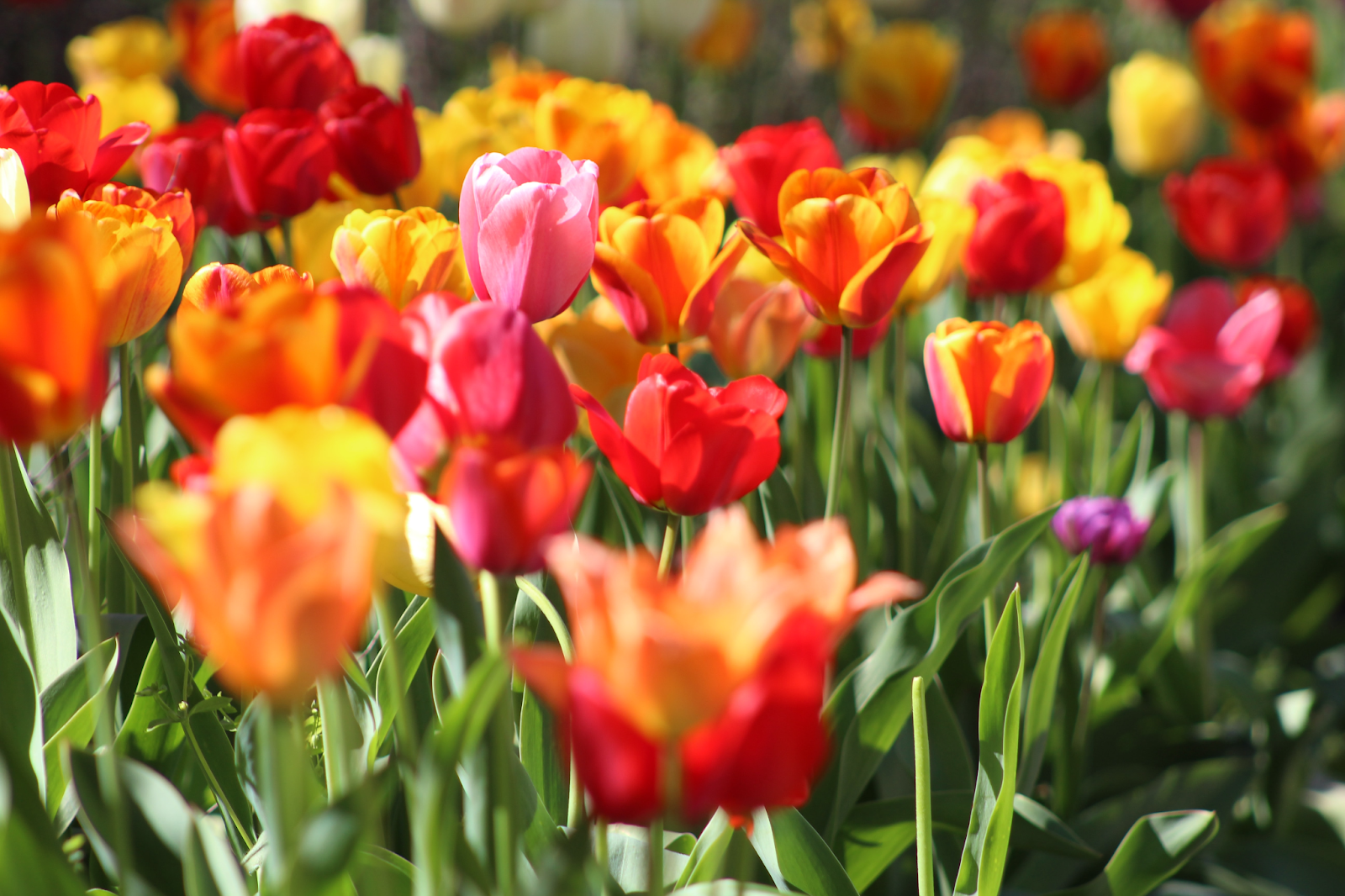 Memorial garden flowers - tulips