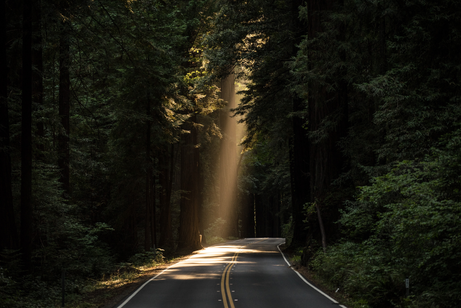 Navigating after death - tree lined road