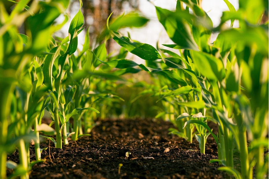 Soil and plants - human composting