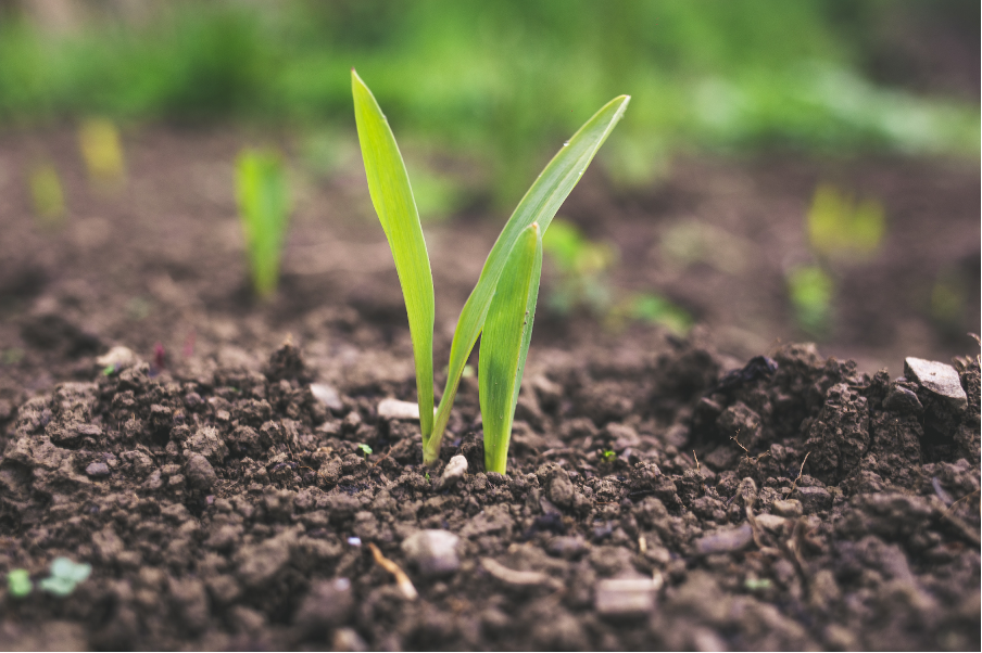 Natural organic reduction - plant growing in soil