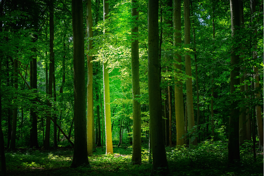 Become a tree after death