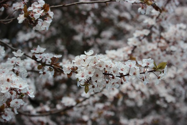 Green funerals in Beaverton, OR