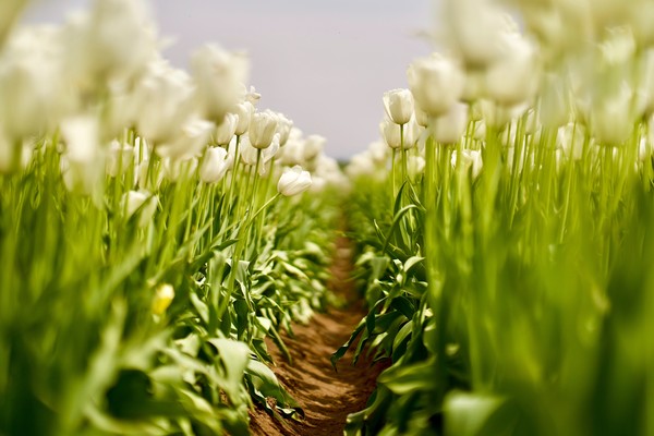 Green funerals in Canby, OR