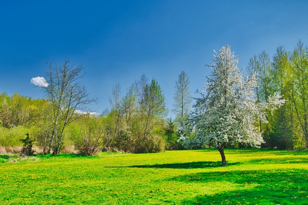 Green funerals in Duvall, WA