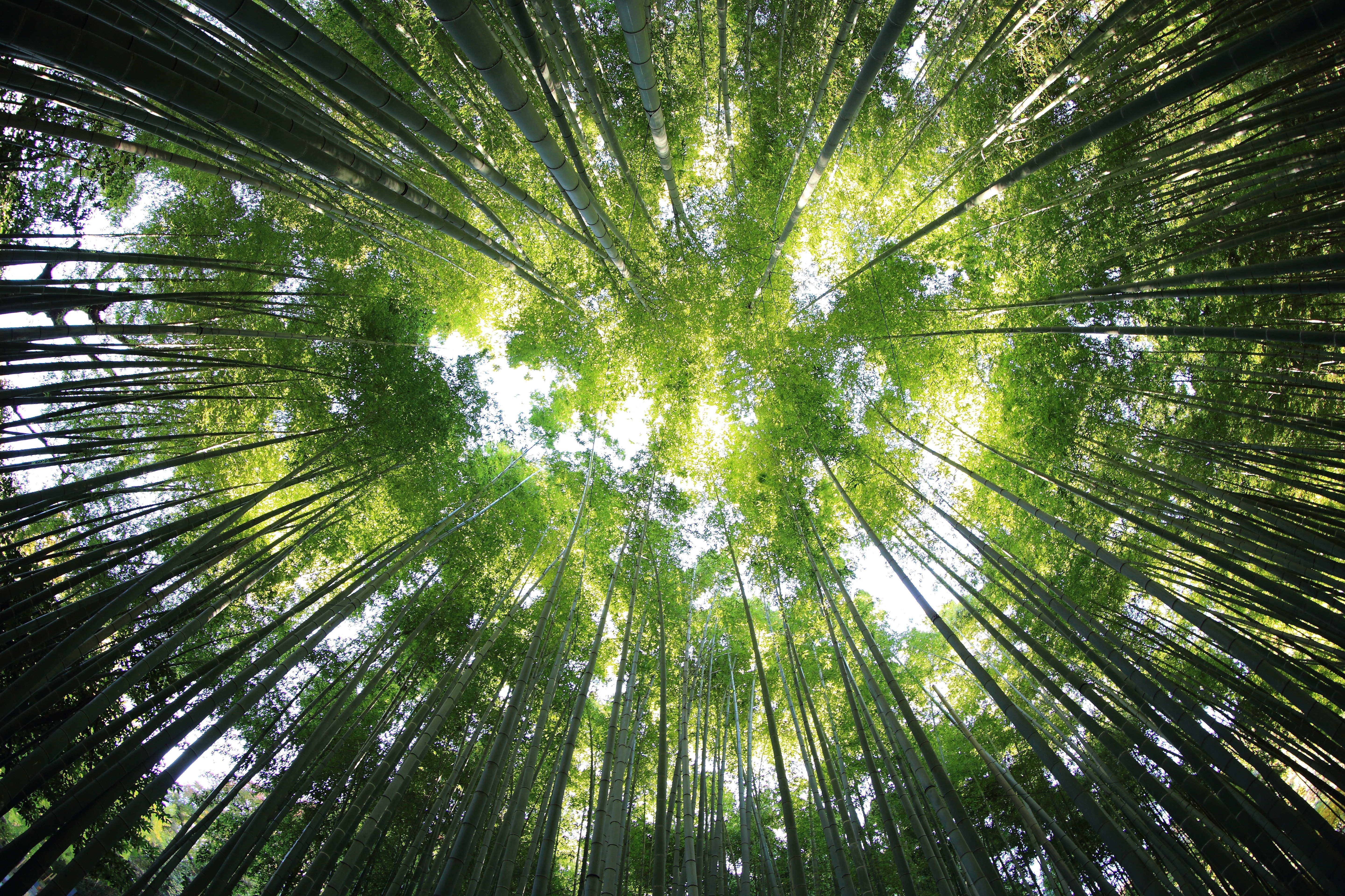 Tall tree covered forest - Earth