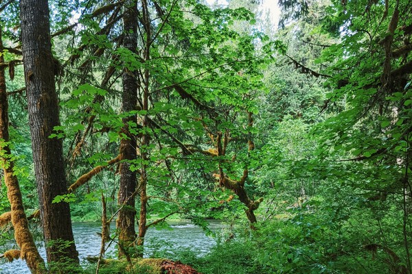 Green funerals in Kelso, WA