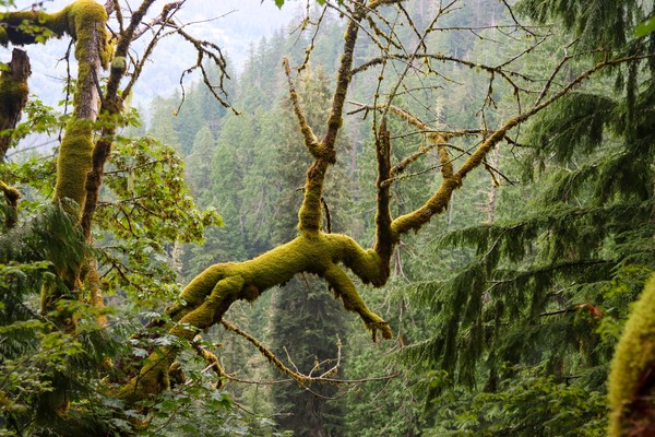 Green funerals in Lake Stevens, WA