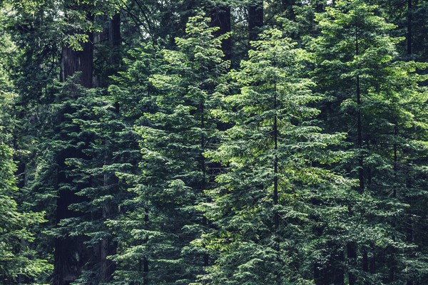 Green funerals in Mill City, OR