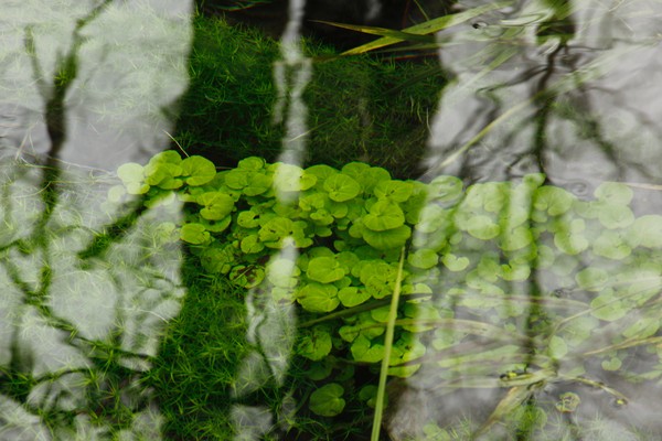 Green funerals in Ocean Shores, WA