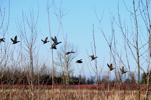 Green funerals in Sumas, WA