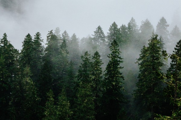 Green funerals in Winston, OR